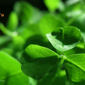 tarjeta shamrock de la suerte, tarjeta del día de San Patricio, tarjeta de shamrock irlandesa, tarjeta de trébol irlandés, foto del shamrock, foto del día de San Patricio, foto irlandesa