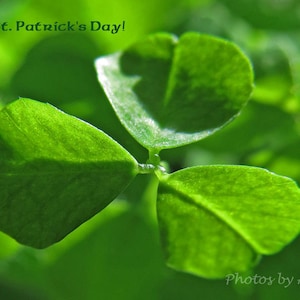 tarjeta de trébol, tarjeta del día de San Patricio, trébol verde tarjeta, tarjeta de trébol afortunado, irlandés tarjeta, tarjeta de la foto del trébol, irlandés foto