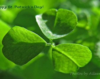 shamrock card, St. Patrick's Day card, green clover card, lucky shamrock card, irish card, shamrock photo card, irish photo