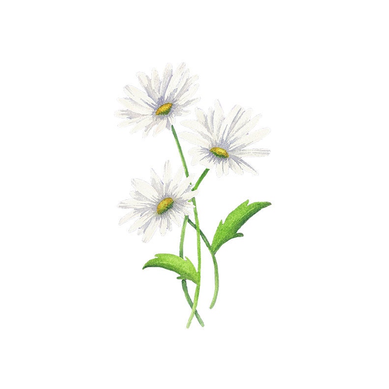 Watercolor Flowers Clipart PNG Files Instant Digital | Etsy