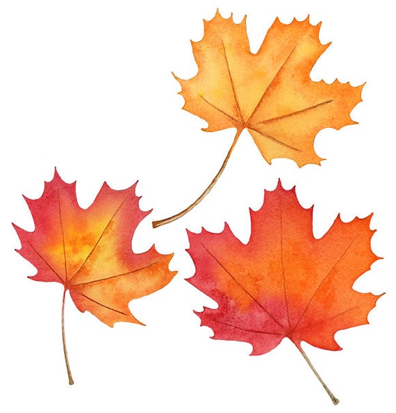 Watercolor Clipart Fall Leaves & Acorns Png Leaf Clip Art | Etsy