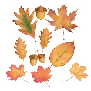 Puede incluir: Una colección de hojas de otoño en varios tonos de naranja, amarillo y rojo, con dos bellotas. Las hojas están aisladas sobre un fondo blanco.