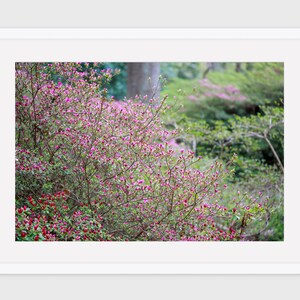 Spring Botanical Photography, Pink Blossom Wall Art, Floral Wall Art, Nature Photo, England Fine Art Print, London Print, Gift for Her