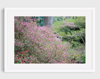 Spring Botanical Photography, Pink Blossom Wall Art, Floral Wall Art, Nature Photo, England Fine Art Print, London Print, Gift for Her