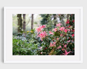 London Photography - Pink Blossom Print, Spring Floral Wall Art, Green Forest, England Fine Art Print, Richmond Park, Gift for Her