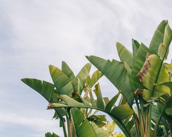 Palms, Ibiza - fine art photo print