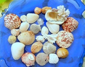 Seashells, variety from Sanibel Captiva Islands includes scallops, jingle shells, jewel box, cockle, kitten paw, slipper Florida souvenir V3