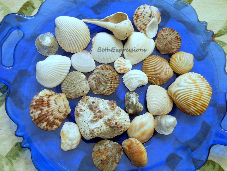 Seashells, Variety From Sanibel Captiva Islands Includes Scallops, Jingle Shells, Cockle, Kitten