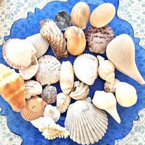 May include: A blue ceramic bowl filled with a variety of seashells. The shells are in various shapes, sizes, and colors, including white, brown, and beige. Some of the shells have a smooth texture, while others have a rough texture.