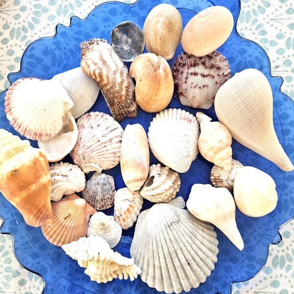 Seashells, variety Sanibel Captiva Islands includes scallops, jingle, fig, olive, jewel box, cockle, whelk, slipper, Florida souvenir B3