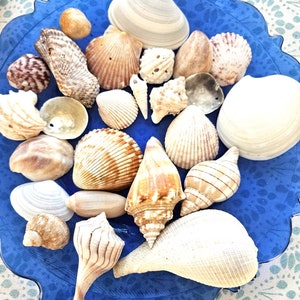 Sanibel Captiva Seashell Mix, Florida Souvenir Shells, Craft Supplies