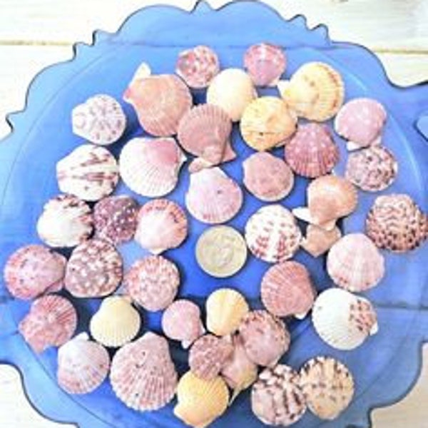 Scallop Shells, Sanibel Captiva Island Shells, Florida Seashells, Colorful Natural Scallop Shells, Calico Scallops