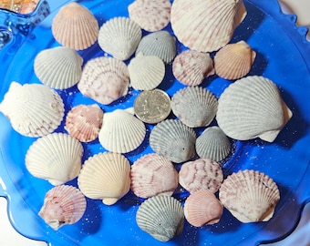 Puede incluir: Una colección de conchas marinas de diversas formas, tamaños y colores, expuestas sobre un fondo azul. Las conchas están dispuestas en un patrón circular, con algunas superpuestas. Las conchas son una mezcla de blanco, marrón y rosa.