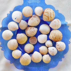 Seashells, cockle shells Natural Florida shells, Sanibel Island Shells, Florida souvenir, natural cockle shells, Sanibel and Captiva Islands