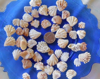 Seashells, Sanibel Island Shells, Florida souvenir, cat's paw shells, Florida seashells, kitten paw shell, Sanibel and Captiva Islands