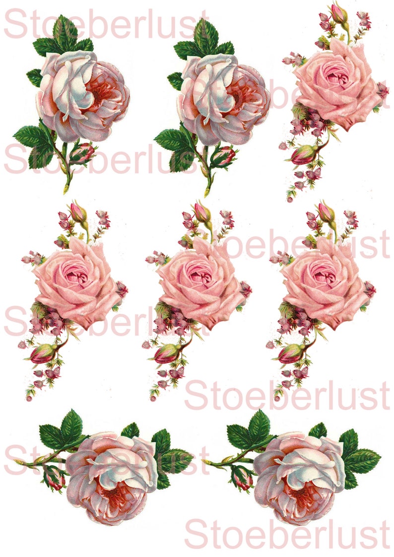 K&ouml;nnte beinhalten: Eine Sammlung von floralen Illustrationen im Vintage-Stil mit Rosen in verschiedenen Bl&uuml;hstadien. Die Rosen sind haupts&auml;chlich rosa und wei&szlig;, mit gr&uuml;nen Bl&auml;ttern und Knospen. Das Wort "Stoeberlust" ist schwach sichtbar.