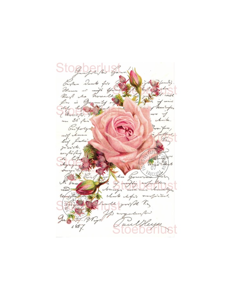 Puede incluir: Un dise&ntilde;o de estilo vintage con una gran rosa rosa y capullos rosas m&aacute;s peque&ntilde;os. La rosa se encuentra sobre un fondo de escritura manuscrita y un sello postal. La palabra "Stoerberlust" es visible.