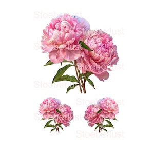 3 zauberhafte rosa Pfingstrosen auf A4 als  Rub-on oder Decal Wasserschiebefolie Abziehbild  öbeltattoo, Papier, verschiedene Größen DIY