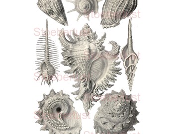 Shells Seashell after old drawings on A 4 transfer foil, furniture, paper, various sizes decal waterslide foil