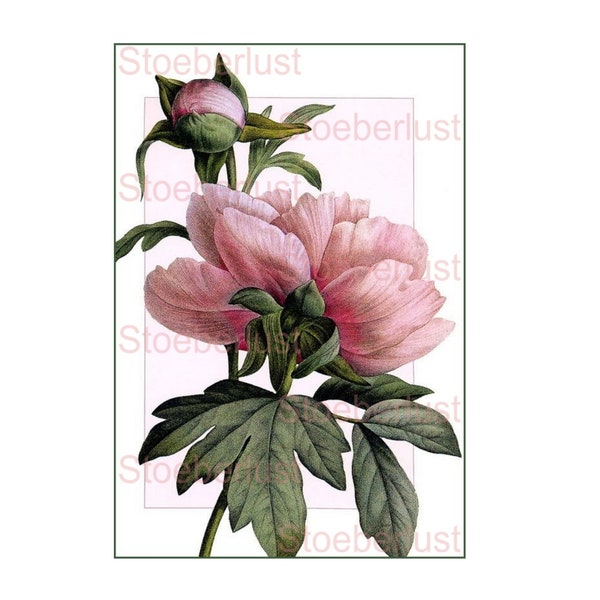 vintage Peony, botanical drawing Decalfolie, waterslide Laser waterproof Transfer Furniture, different sizes / materials