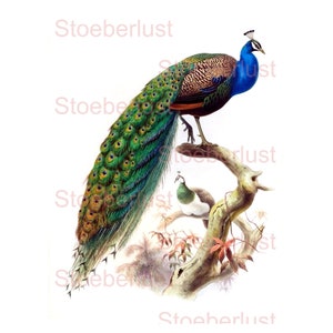 Vintage Pfau 2 x A5 auf A4  • Decalfolie, Rub-On & Reispapier • Möbeltattoo wasserfest • Shabby Chic Transfer für Möbel, Glas, Kerzen