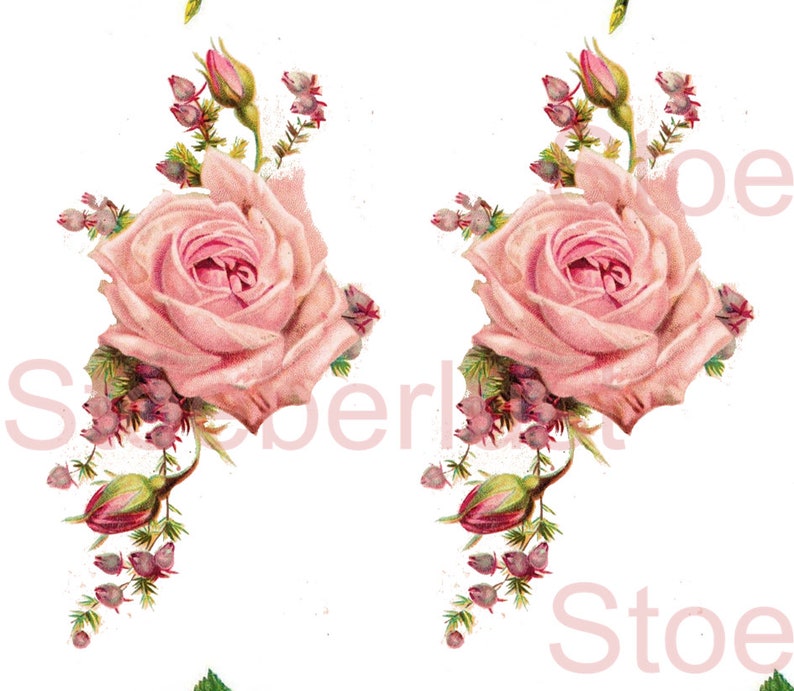K&ouml;nnte beinhalten: Vintage-Stil-Illustration einer gro&szlig;en, zartrosa Rose mit detaillierten Bl&uuml;tenbl&auml;ttern. Begleitet wird die Rose von kleineren rosa Knospen, gr&uuml;nen Bl&auml;ttern und lila Beeren, alles vor wei&szlig;em Hintergrund.