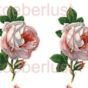 K&ouml;nnte beinhalten: Zwei Vintage-Illustrationen von Rosen. Jede Rose hat wei&szlig;e Bl&uuml;tenbl&auml;tter mit einem rosa Zentrum, gr&uuml;ne Bl&auml;tter und einen Stiel mit Knospen. Der Hintergrund ist wei&szlig;. Das Wort "Stoeberlust" ist schwach sichtbar.