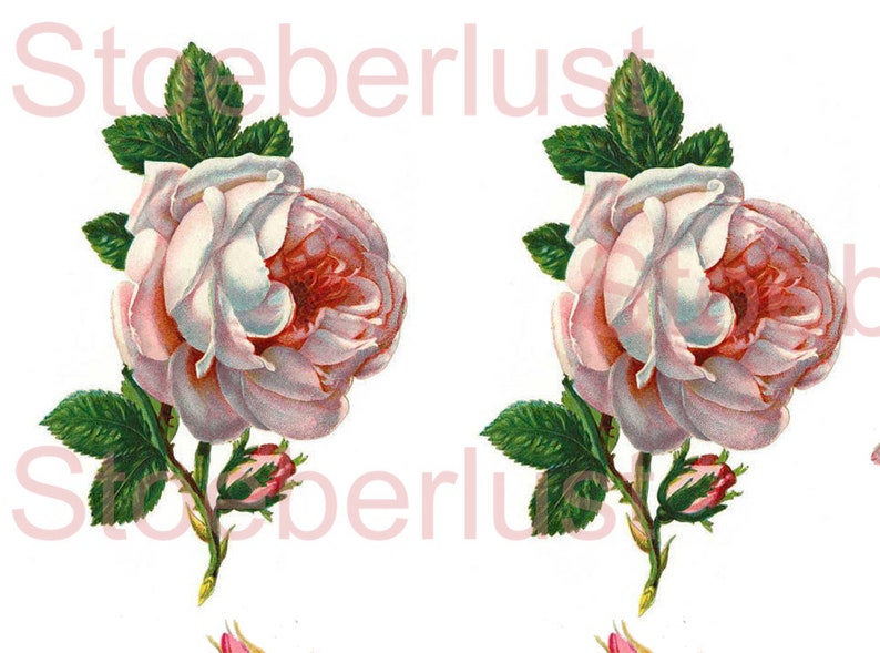 K&ouml;nnte beinhalten: Zwei Vintage-Illustrationen von Rosen. Jede Rose hat wei&szlig;e Bl&uuml;tenbl&auml;tter mit einem rosa Zentrum, gr&uuml;ne Bl&auml;tter und einen Stiel mit Knospen. Der Hintergrund ist wei&szlig;. Das Wort "Stoeberlust" ist schwach sichtbar.