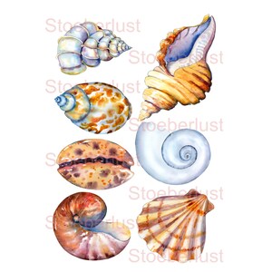 Può includere: Illustrazione ad acquerello di sei conchiglie di varie forme e colori. Le conchiglie presentano forme a spirale, a conchiglia e a ventaglio, con tonalità di blu, arancione, marrone e bianco. L'immagine ha il testo "Stoeberlust" in rosa.