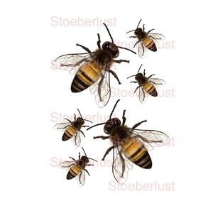 Rub on or decal bees (6) (12) (24) or (48) A 4 water slide film laser waterproof background transparent furniture tattoo decal