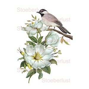 vintage Spatz auf Rosen shabby chic Decal Wasserschiebefolie Abziehbild wasserfest Transferfolie, Möbeltattoo, Papier, verschiedene Größen