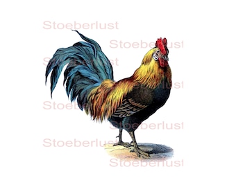 shabby chic rooster Thanksgiving, Decalfolie, waterslide Laser frame waterproof Transfer Furniture, different sizes