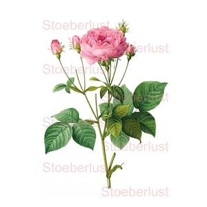 vintage Rose mit Knospen auf A 4 rub on classic oder Wasserschiebefolie  wahlweise 1, 2 oder 4 gedruckt auf A4 Möbeltattoo