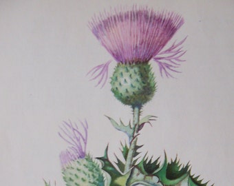 Bull Thistle Cirsium vulgare Vintage illustration flower print