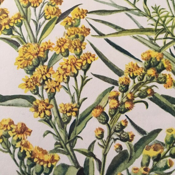 Seaside Goldenrod And Grass Leaved Goldenrod Vintage Etsy Seaside Goldenrod And Grass Leaved Goldenrod Vintage Etsy