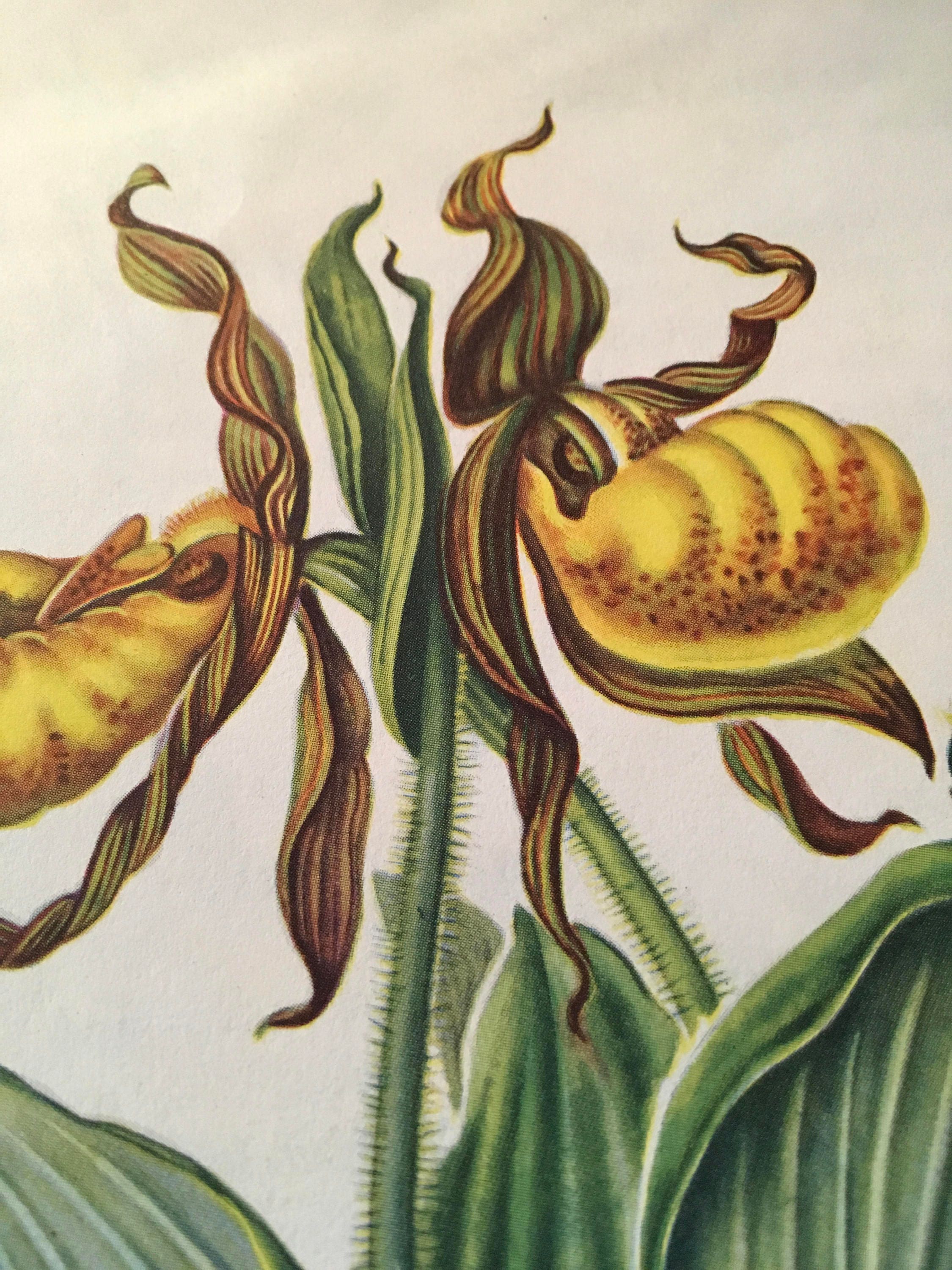 Yellow Lady/'s Slipper Botanical Print North American Wildflower Series Mid 1950s