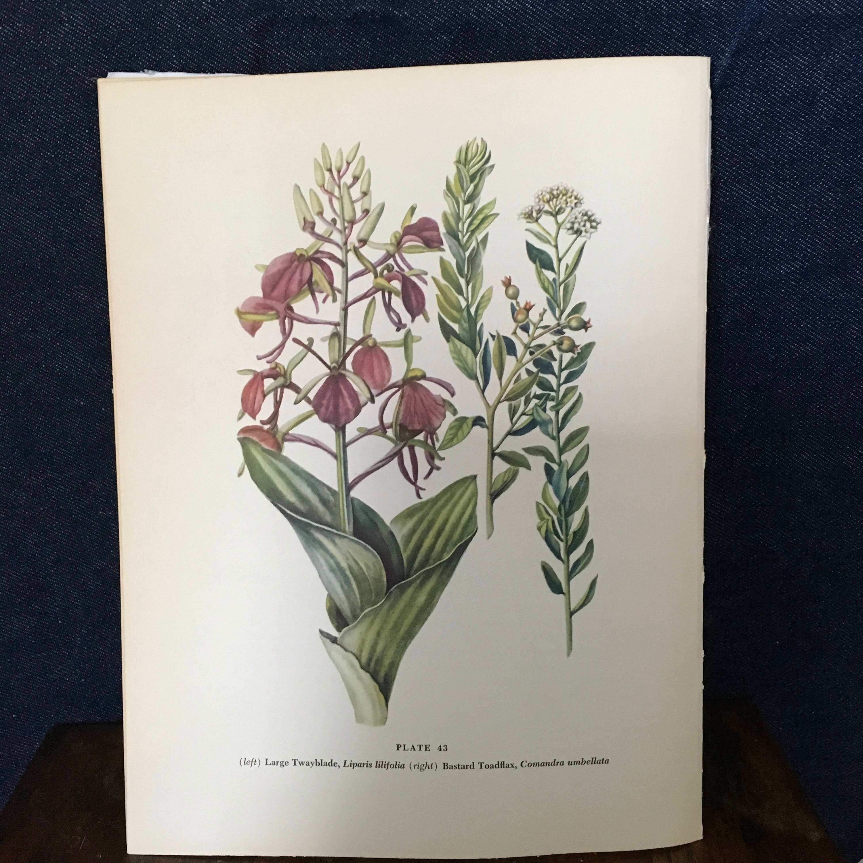 Large Twayblade And Bastard Toadflax Antique Botanical Litho Etsy