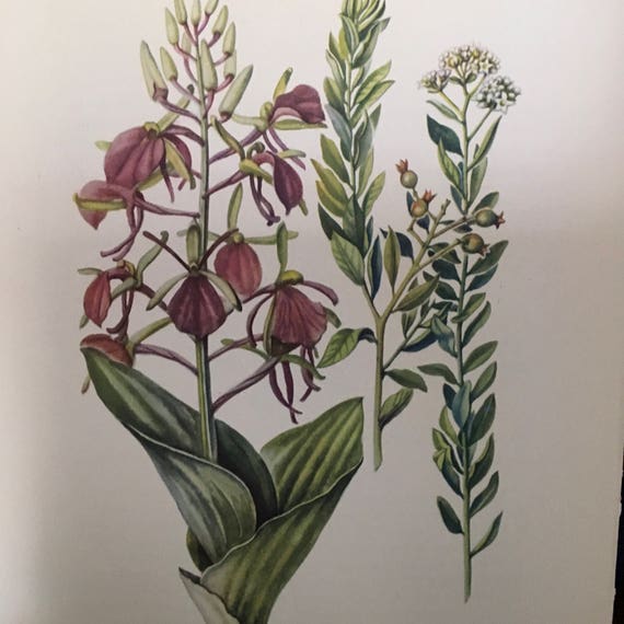 Large Twayblade And Bastard Toadflax Antique Botanical Litho Etsy