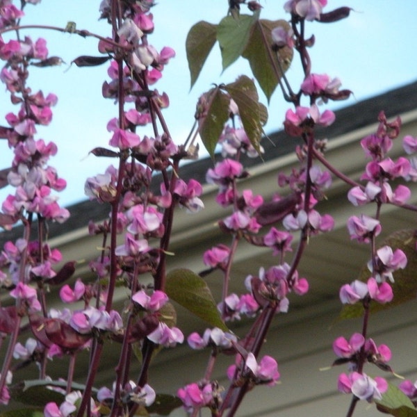 Purple HYACINTH BEAN Vine Trellis Plant ~ 20+ Seeds ~ Thomas Jefferson Favorite DOLICHOS Lablab