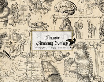 Anatomy Overlays Etsy