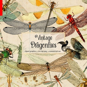 Libellules vintage, clipart libellule vintage, illustrations anciennes, illustrations scientifiques, graphiques PNG, embellissements de scrapbooking