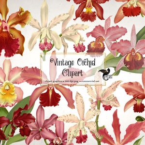 Vintage Orchid Clipart, antique floral illustrations and isolated png vintage flower overlays instant download commercial use
