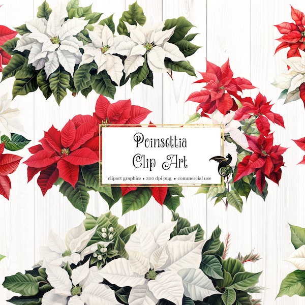 Poinsettias Clip Art - digital Christmas holiday flowers and holly in red and white with gold glitter for commercial use