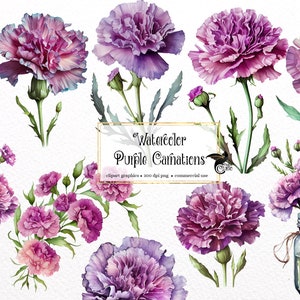 Watercolor Purple Carnation Clipart - floral graphics in PNG format instant download for commercial use