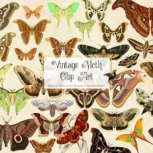 Vintage Moth Clipart - digital moth illustrations in png clip art format instant download for commercial use