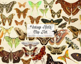 Vintage vlinderillustraties – antieke vlinderillustraties, png (digitale download)