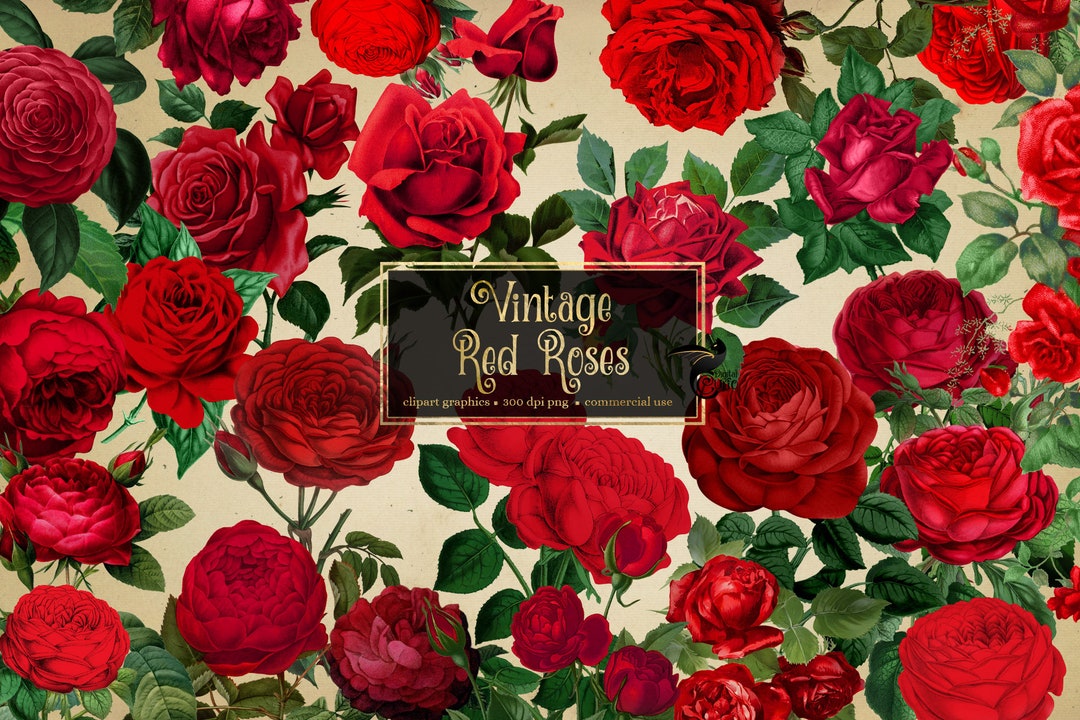 Vintage Red Roses Clipart, Antique Rose Illustrations PNG Format