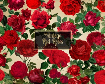Vintage Red Rose Clipart, Antique Floral Illustrations (PNG, Commercial Use)