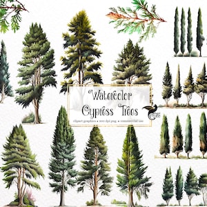 Watercolor Cypress Trees Clipart - forest tree PNG format instant download for commercial use