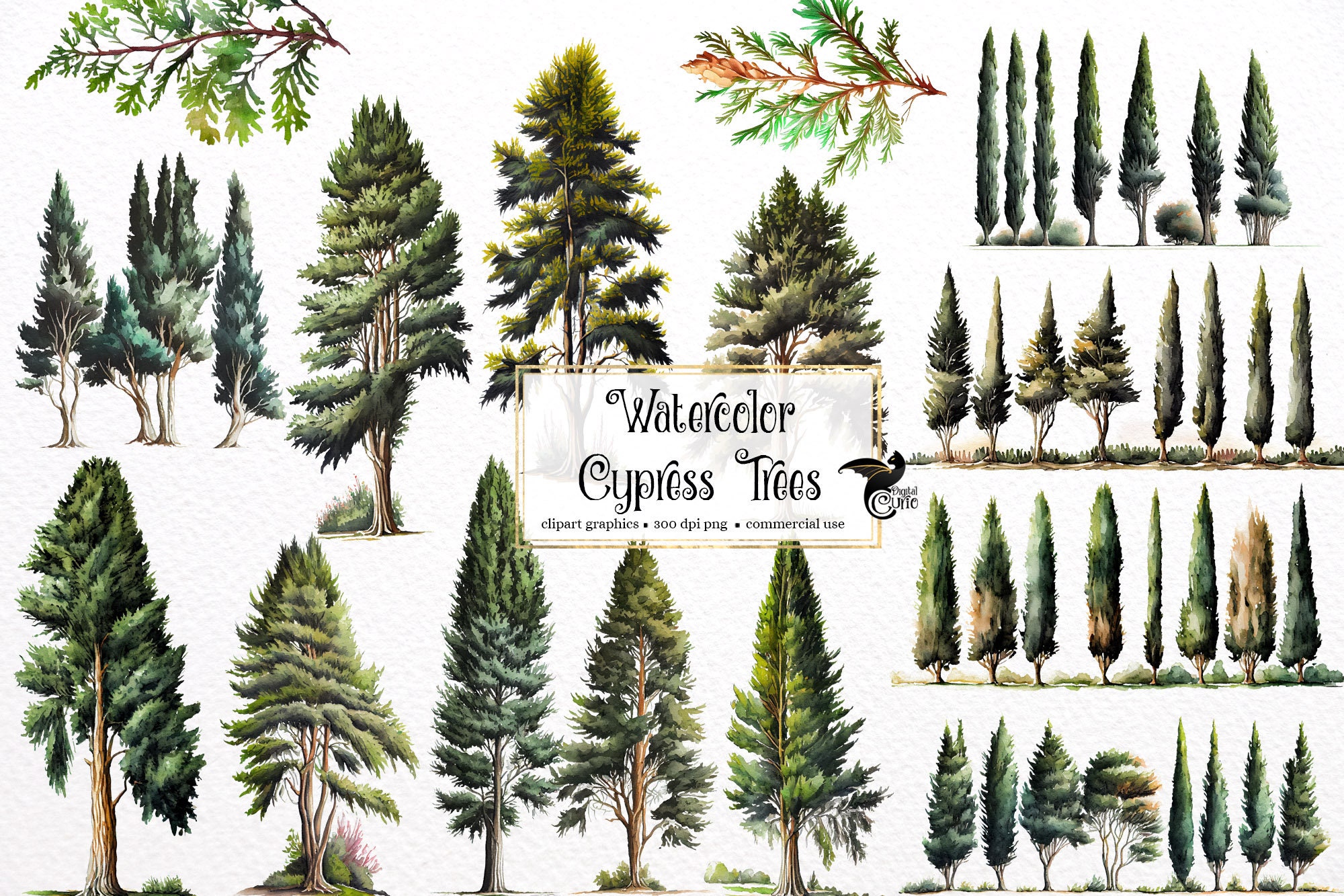 Cypress Tree Clipart